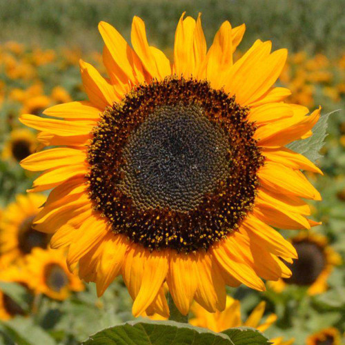 'Little Black Bear' Ornamental Sunflower Seeds - Unique Ornamental Variety, Fast-Growing, Ideal for Cut Flowers