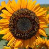 'Little Black Bear' Ornamental Sunflower Seeds - Unique Ornamental Variety, Fast-Growing, Ideal for Cut Flowers