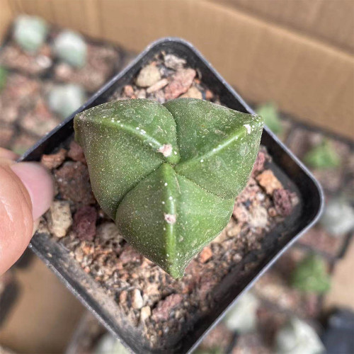 Triangular Bishop's Cap Cactus – Astrophytum Tricostatum, Low-Maintenance , Rare 3-Ribbed Succulent