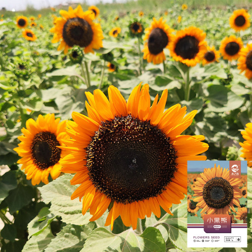 'Little Black Bear' Ornamental Sunflower Seeds - Unique Ornamental Variety, Fast-Growing, Ideal for Cut Flowers