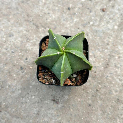 Pentagonal Glazed Bishop's Cap Cactus - Astrophytum Myriostigma Nudum, Low-Maintenance Rare Succulent