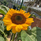 'Little Black Bear' Ornamental Sunflower Seeds - Unique Ornamental Variety, Fast-Growing, Ideal for Cut Flowers