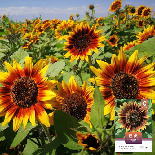 'Solar Eclipse' Ornamental Sunflower Seeds - Premium Variety, Easy to Cultivate, Low Maintenance, Fast-Growing