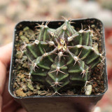 'Ruiyun Peony' Live Cactus | Gymnocalycium Mihanovichii, Colorful Ribbed Sphere, Low Maintenance Succulent