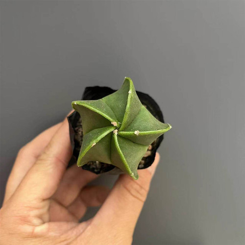 Pentagonal Glazed Bishop's Cap Cactus - Astrophytum Myriostigma Nudum, Low-Maintenance Rare Succulent