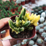 Variegated 'Fairy Castle' Cactus - Rare Variegated Tower-Like Miniature Cactus, Low Maintenance Indoor Succulent