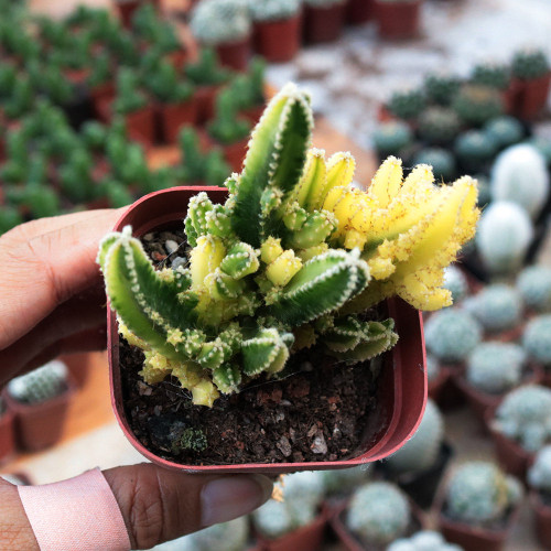 Variegated 'Fairy Castle' Cactus - Rare Variegated Tower-Like Miniature Cactus, Low Maintenance Indoor Succulent