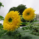 'Winnie Bear' Ornamental Sunflower Seeds - Premium Variety, Ideal for Balcony Gardens and Fresh Cut Flower Arrangements