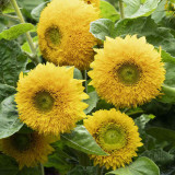 'Winnie Bear' Ornamental Sunflower Seeds - Premium Variety, Ideal for Balcony Gardens and Fresh Cut Flower Arrangements