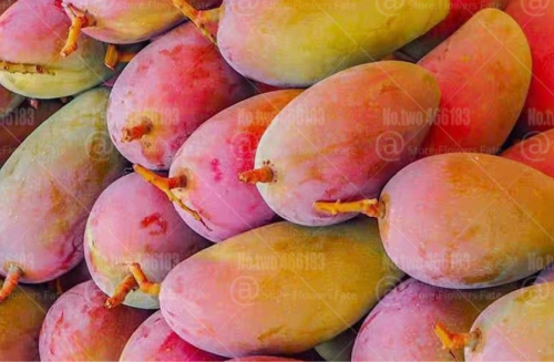 Taiwanese Mango Seed Fresh Tropical Fruit Mango Tree