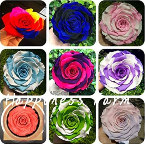 Mini Rainbow Rose Seed Miniature Rose (Color: Mix)