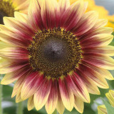 'Magic Flute' Ornamental Sunflower Seeds - Multi-Branching Mixed Color Variety, Easy to Grow, High Germination Rate