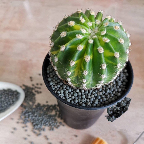 'World Map' Variegated Cactus for Sale - Echinopsis Aureovariegata, Compact Yellow-Green Marbled Succulent Plant