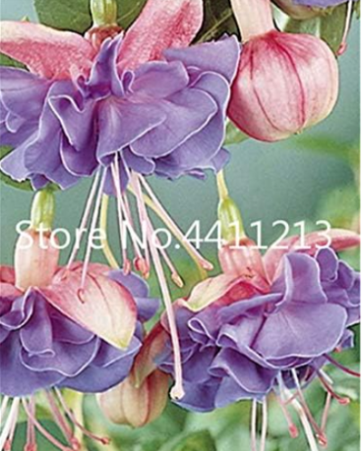 Japanese Fuchsia Seed Garden Balcony Seed (Color: 5)