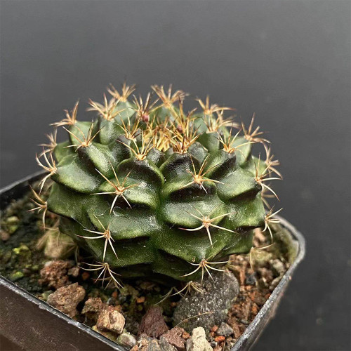 'Lishe Peony' Live Cactus | Gymnocalycium mihanovichii, Low Maintenance, Small Blooming Succulent