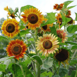 'Magic Flute' Ornamental Sunflower Seeds - Multi-Branching Mixed Color Variety, Easy to Grow, High Germination Rate