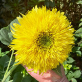 'Winnie Bear' Ornamental Sunflower Seeds - Premium Variety, Ideal for Balcony Gardens and Fresh Cut Flower Arrangements