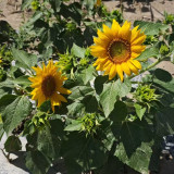 'Smiling Face' Ornamental Sunflower Seeds - Single-Petal Premium Variety, Easy to Grow, Suitable for All Growers