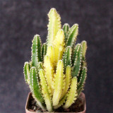 Variegated 'Fairy Castle' Cactus - Rare Variegated Tower-Like Miniature Cactus, Low Maintenance Indoor Succulent
