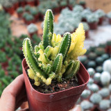 Variegated 'Fairy Castle' Cactus - Rare Variegated Tower-Like Miniature Cactus, Low Maintenance Indoor Succulent