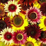 'Magic Flute' Ornamental Sunflower Seeds - Multi-Branching Mixed Color Variety, Easy to Grow, High Germination Rate