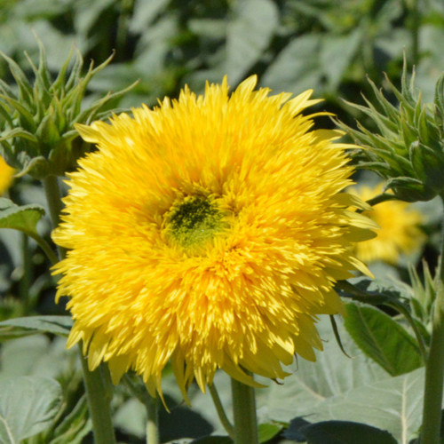 'Winnie Bear' Ornamental Sunflower Seeds - Premium Variety, Ideal for Balcony Gardens and Fresh Cut Flower Arrangements