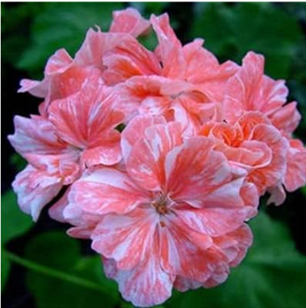 Two-Color Geranium Plant Perennial Flower Pelargonium Peltatum (Color: 2)