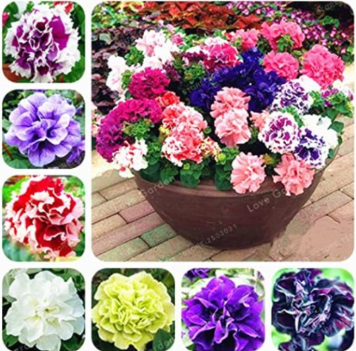 Double Petals Petunia plant Seed Flower plant Short Height Garden Flowers (Color: MIX)