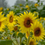 'Smiling Face' Ornamental Sunflower Seeds - Single-Petal Premium Variety, Easy to Grow, Suitable for All Growers