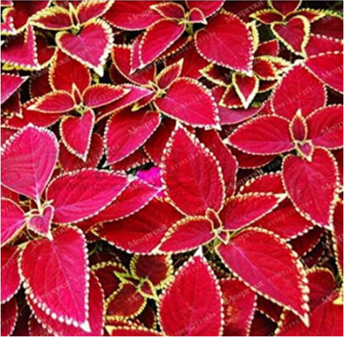 Janpanse Seed Coleus (Color: Red)