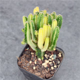 Variegated 'Fairy Castle' Cactus - Rare Variegated Tower-Like Miniature Cactus, Low Maintenance Indoor Succulent