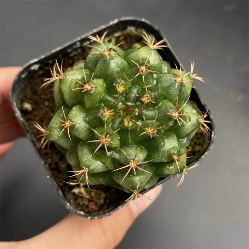 'Lishe Peony' Live Cactus | Gymnocalycium mihanovichii, Low Maintenance, Small Blooming Succulent