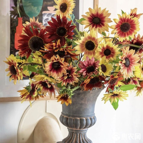 'Magic Flute' Ornamental Sunflower Seeds - Multi-Branching Mixed Color Variety, Easy to Grow, High Germination Rate