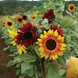 'Magic Flute' Ornamental Sunflower Seeds - Multi-Branching Mixed Color Variety, Easy to Grow, High Germination Rate