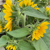 'Smiling Face' Ornamental Sunflower Seeds - Single-Petal Premium Variety, Easy to Grow, Suitable for All Growers