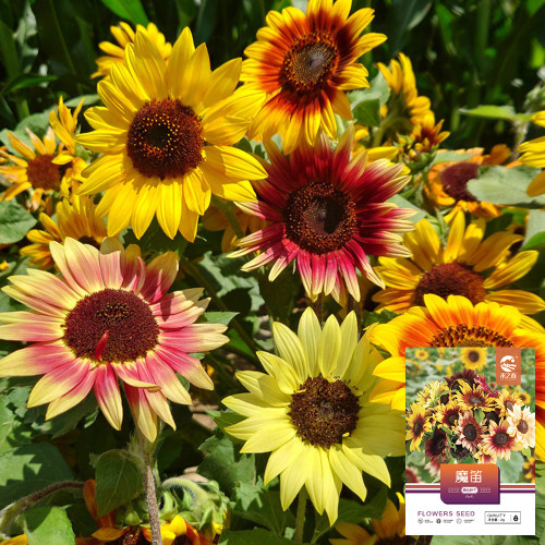 'Magic Flute' Ornamental Sunflower Seeds - Multi-Branching Mixed Color Variety, Easy to Grow, High Germination Rate