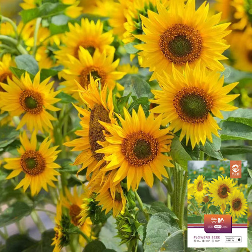 'Smiling Face' Ornamental Sunflower Seeds - Single-Petal Premium Variety, Easy to Grow, Suitable for All Growers