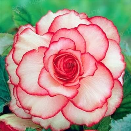 Colorful Begonia Flower Seeds Rose Rieger Begonia Flower