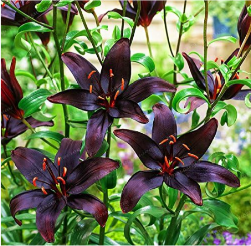 Lily Bulbs Perfume Lily High Germination Lilium (Color: 7)