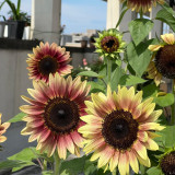 'Magic Flute' Ornamental Sunflower Seeds - Multi-Branching Mixed Color Variety, Easy to Grow, High Germination Rate