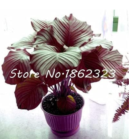 Calathea Seed Foliage Plant Seed Pot Variety (Color: 7)