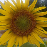 'Smiling Face' Ornamental Sunflower Seeds - Single-Petal Premium Variety, Easy to Grow, Suitable for All Growers