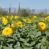 'Winnie Bear' Ornamental Sunflower Seeds - Premium Variety, Ideal for Balcony Gardens and Fresh Cut Flower Arrangements