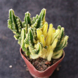 Variegated 'Fairy Castle' Cactus - Rare Variegated Tower-Like Miniature Cactus, Low Maintenance Indoor Succulent
