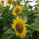 'Smiling Face' Ornamental Sunflower Seeds - Single-Petal Premium Variety, Easy to Grow, Suitable for All Growers