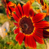 'Magician' Ornamental Sunflower Seeds - Tall Vintage Red Cut Flower Variety with High Germination and Fast Growth