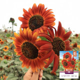 'Magician' Ornamental Sunflower Seeds - Tall Vintage Red Cut Flower Variety with High Germination and Fast Growth