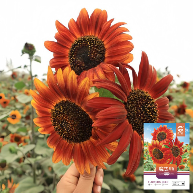 'Magician' Ornamental Sunflower Seeds - Tall Vintage Red Cut Flower Variety with High Germination and Fast Growth