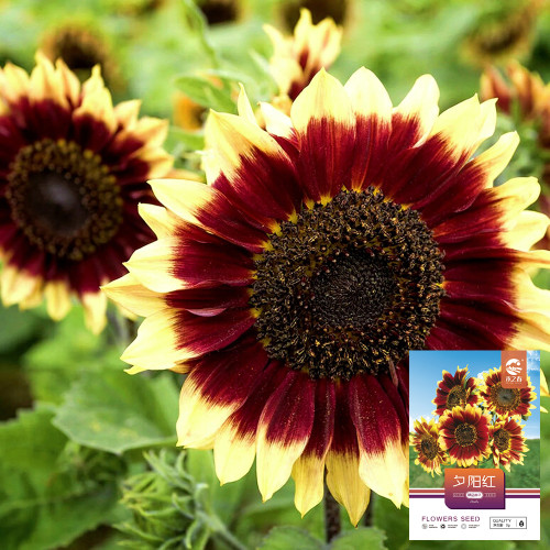 'Sunset Glow' Ornamental Sunflower Seeds - Premium Bicolor Variety, High Germination Rate, Easy to Grow