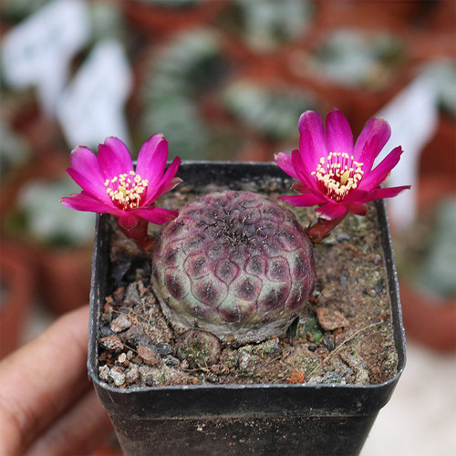 Sulcorebutia rauschii Cactus - Compact Purple-Green Globular Live Plant, Rare Cactus, Low Maintenance